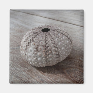 Shell bovenop een houten tafel magneet