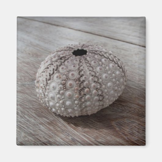 Shell bovenop een houten tafel magneet (Voorkant)