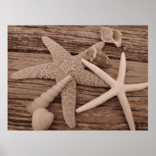 Shell-Collectie Poster