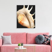 Shell - Conchologie - Conch Canvas Afdruk (Insitu (Woonkamer))