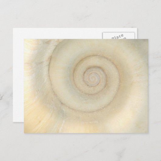 Shell - Conchologie - White Spiral Briefkaart (Voorkant / Achterkant)
