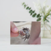 Shell Crab Briefkaart (Staand voorkant)