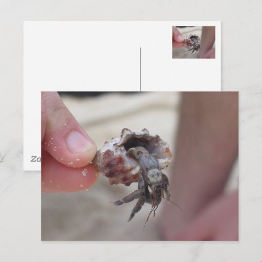 Shell Crab Briefkaart (Voorkant / Achterkant)