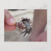 Shell Crab Briefkaart (Voorkant)