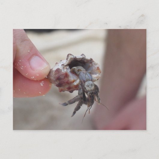 Shell Crab Briefkaart (Voorkant)
