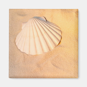 Shell dat in zand Lakt Magneet