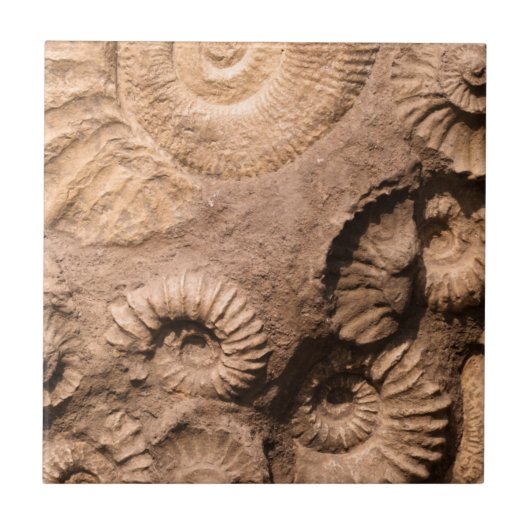 Shell Fossils Tegeltje (Voorkant)