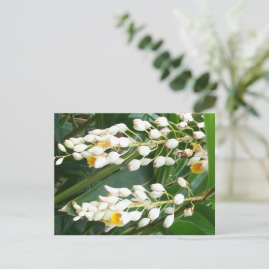Shell Ginger Briefkaart (Staand voorkant)