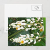 Shell Ginger Briefkaart (Voorkant / Achterkant)