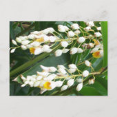 Shell Ginger Briefkaart (Voorkant)