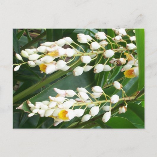 Shell Ginger Briefkaart (Voorkant)