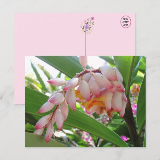 Shell Ginger Flowers Floral Briefkaart (Voorkant / Achterkant)