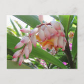 Shell Ginger Flowers Floral Briefkaart (Voorkant)