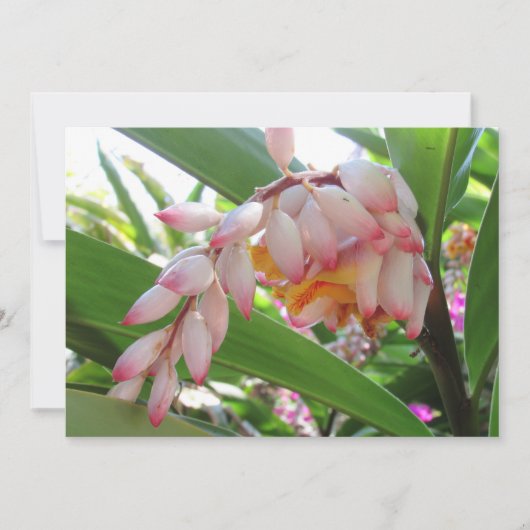 Shell Ginger Flowers Floral Briefkaart (Voorkant)