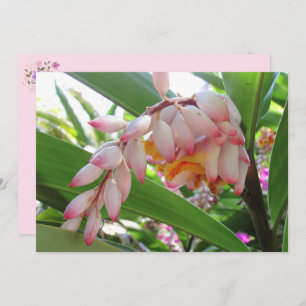 Shell Ginger Flowers Floral Briefkaart