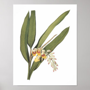 shell ginger (Globba nutans) van Redouté Poster