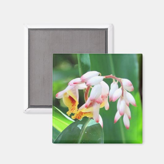 Shell Ginger Photo Square Magnet (Voorkant / Achterkant)