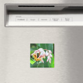 Shell Ginger Photo Square Magnet (Insitu (Vaatwasser))
