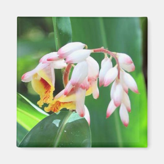 Shell Ginger Photo Square Magnet (Voorkant)