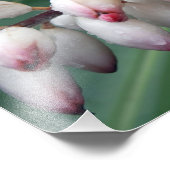 Shell Gingers Foto Afdruk (Hoek)