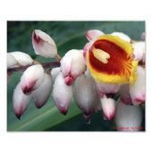 Shell Gingers Foto Afdruk (Voorkant)