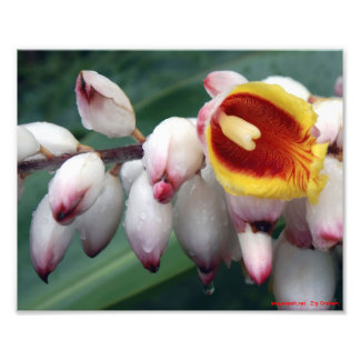 Shell Gingers Foto Afdruk