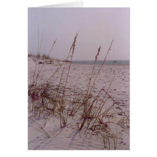 Shell Island (Voorkant)