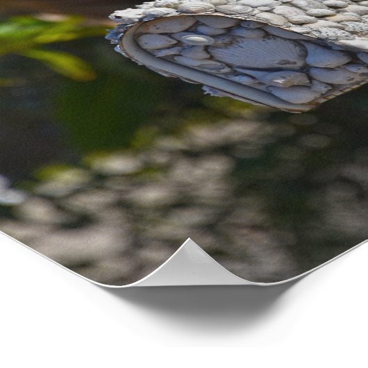 Shell Mailbox, Fort Myers Beach, Florida Poster (Hoek)