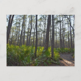 Shell Mound Park Trail, Dauphin Island, AL Briefkaart