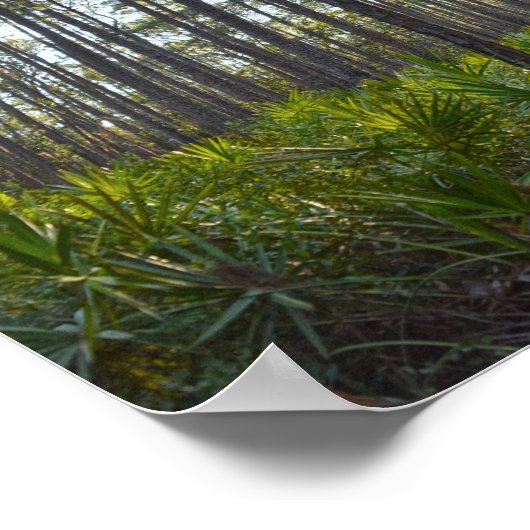 Shell Mound Park Trail, Dauphin Island, Al Poster (Hoek)