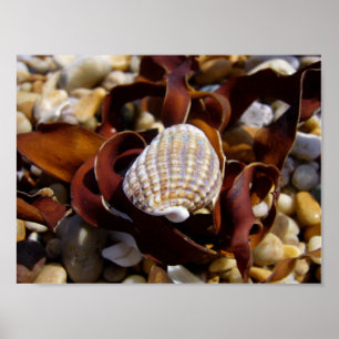 Shell op een kuil van zeewier poster