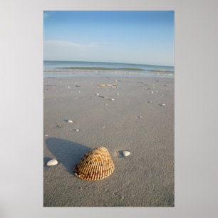 Shell Poster