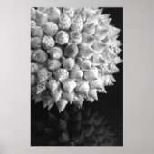 Shell Sphere Poster (Voorkant)