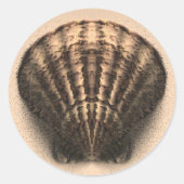Shell Stickers (Voorkant)