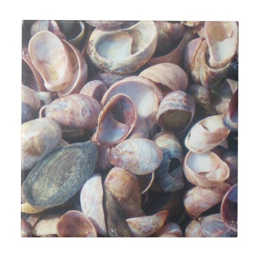 Shell-Tegel Tegeltje (Voorkant)