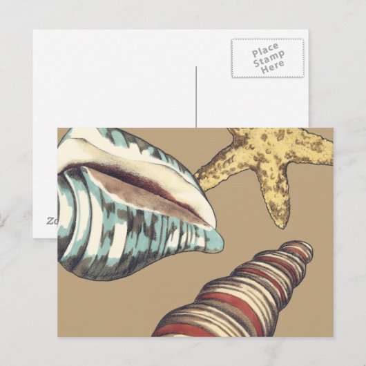 Shell Trio op Khaki Briefkaart (Voorkant / Achterkant)