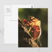 Shell van een Cicada Briefkaart (Voorkant / Achterkant)