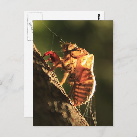 Shell van een Cicada Briefkaart (Voorkant / Achterkant)