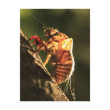 Shell van een Cicada