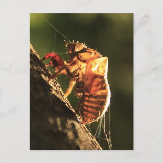 Shell van een Cicada Briefkaart (Voorkant)