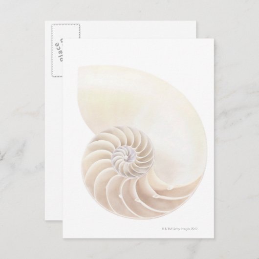Shell van Nautilus, close-up Briefkaart (Voorkant / Achterkant)