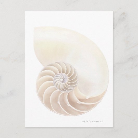 Shell van Nautilus, close-up Briefkaart (Voorkant)