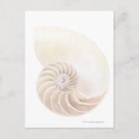 Shell van Nautilus, close-up