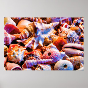 Shells 1 Alt Poster