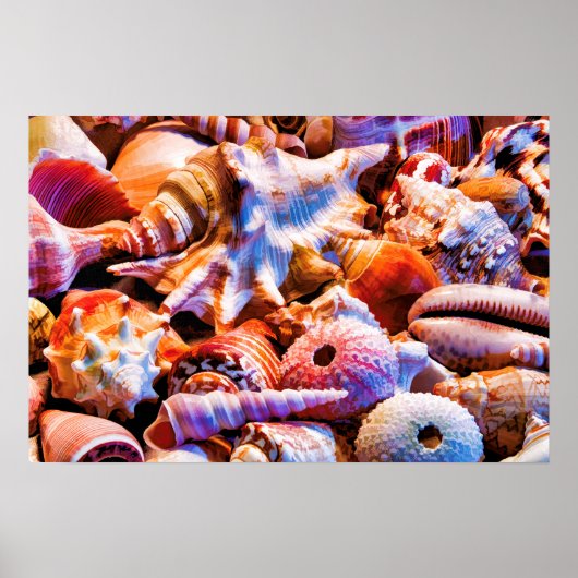 Shells 1 Alt Poster (Voorkant)