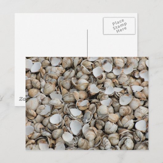 Shells achtergrond briefkaart (Voorkant / Achterkant)