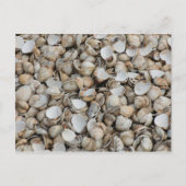 Shells achtergrond briefkaart (Voorkant)