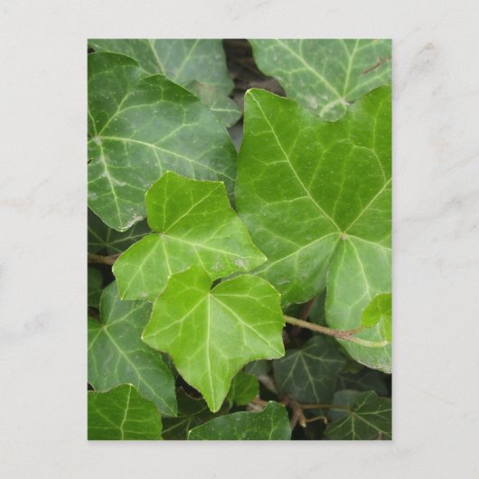 Shell's Pics Briefkaart (Voorkant)