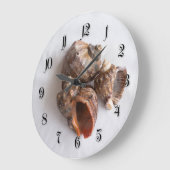 Shells van de kroonslak grote klok (Hoek)