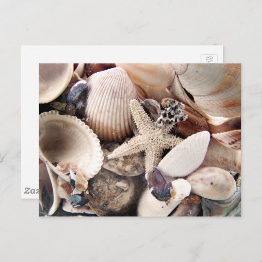 Shells van het zee briefkaart (Voorkant / Achterkant)